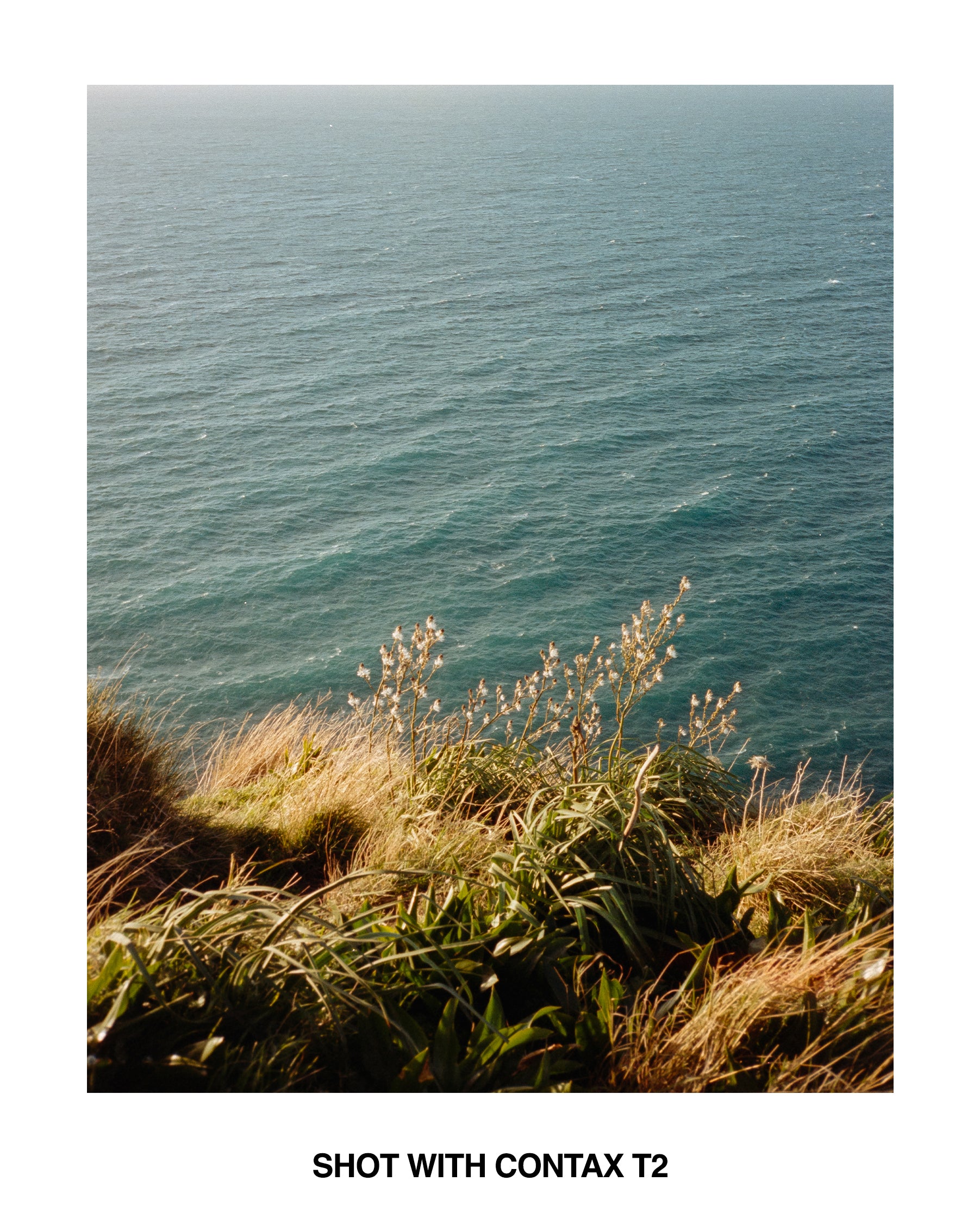 Contax T2