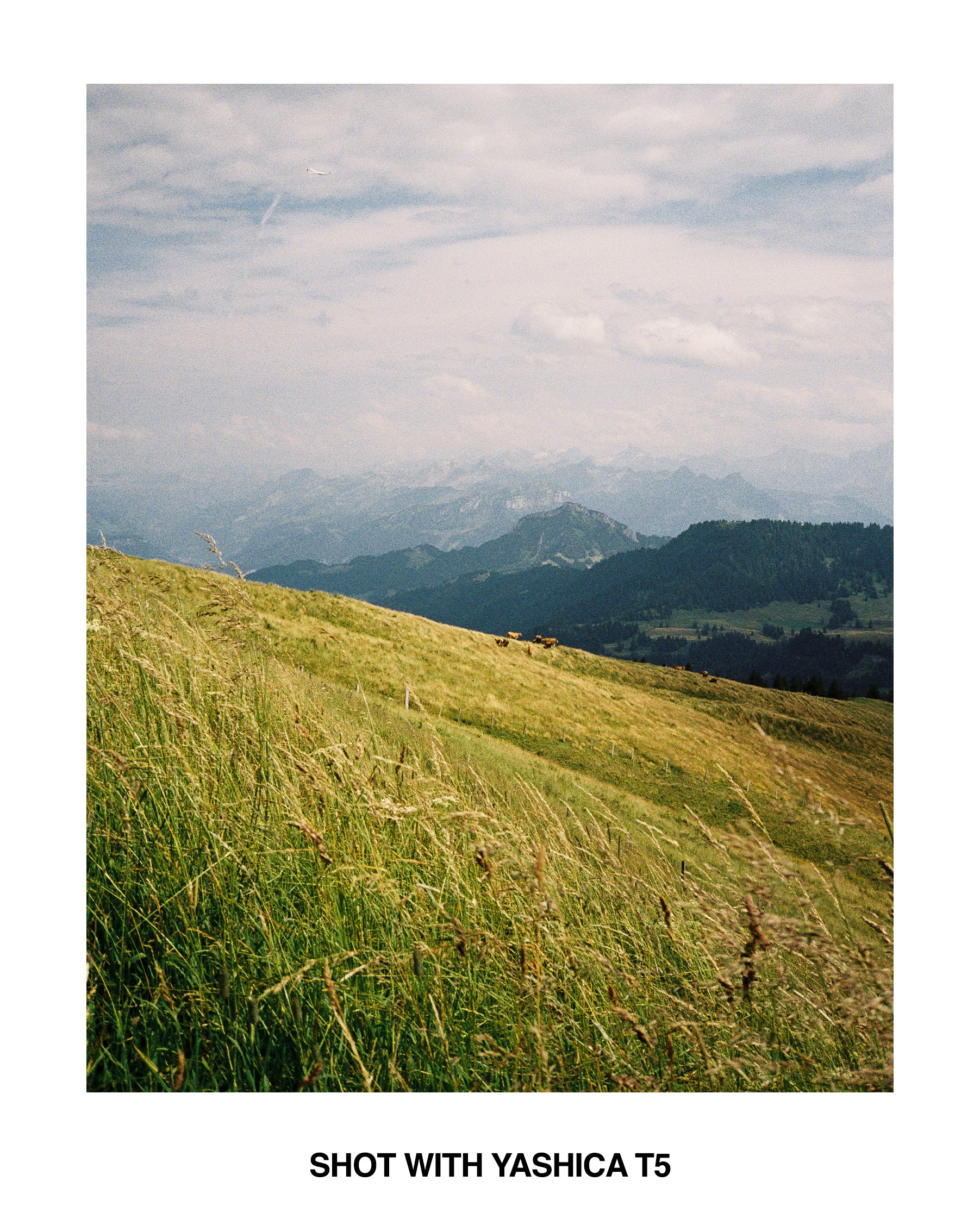Yashica T5 Black